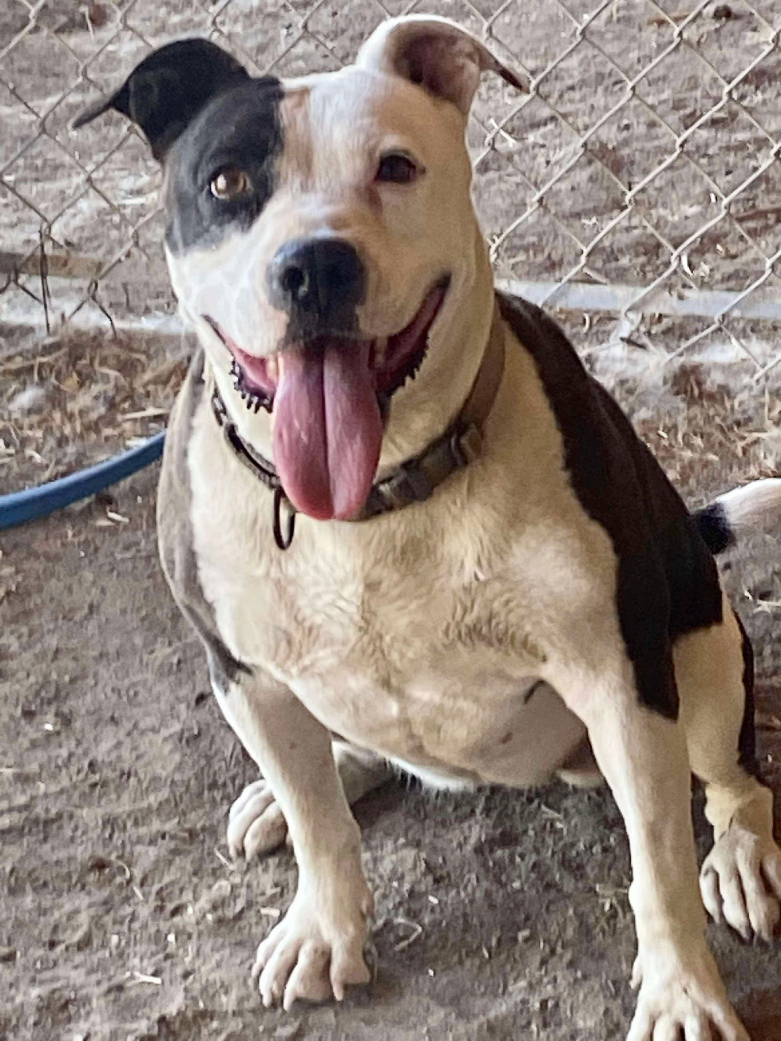 Ramona, an adoptable American Staffordshire Terrier in Yreka, CA, 96097 | Photo Image 3