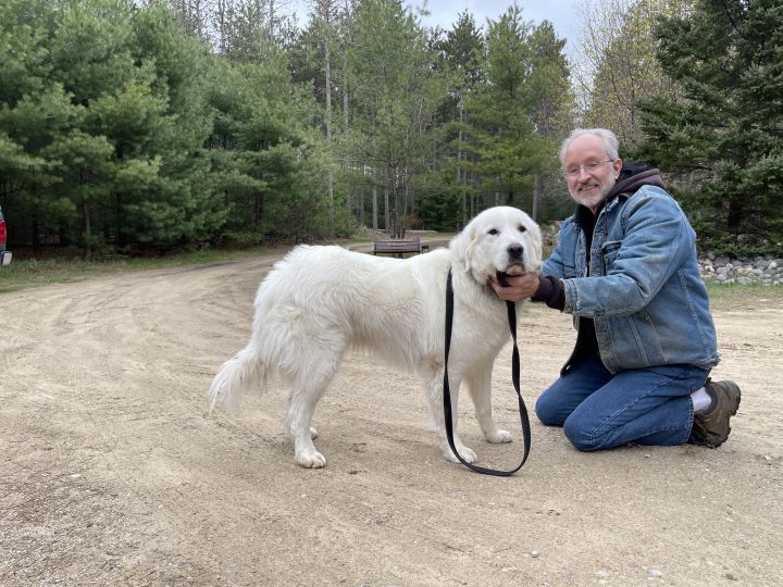 Chevlyn, an adopted Great Pyrenees in Neshkoro, WI_image-2