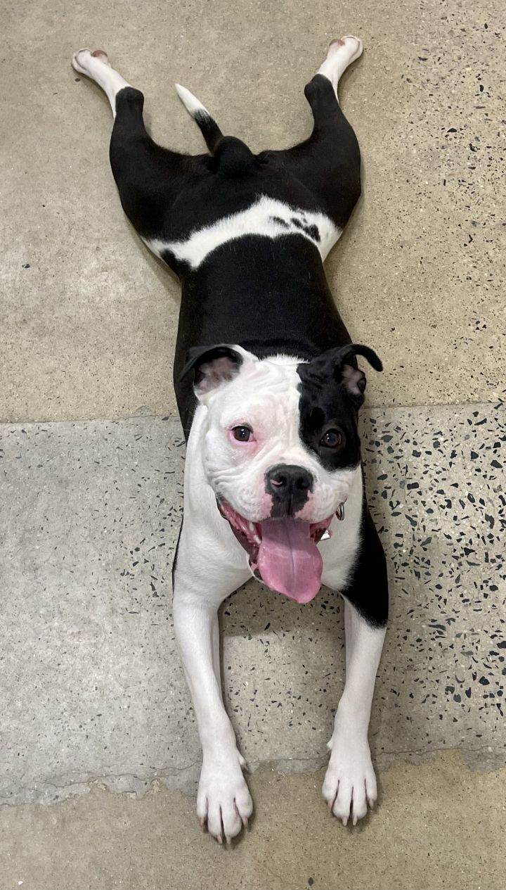 Dog for adoption Macy an American Bulldog Terrier Mix in
