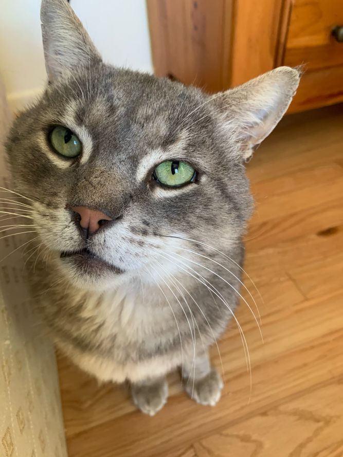 Cat for adoption - Pumba, a Domestic Short Hair Mix in Redondo Beach