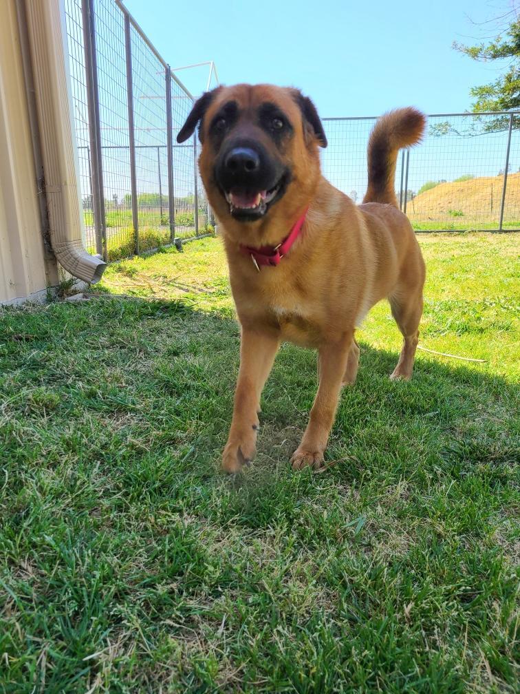 Coco, an adoptable Shepherd in Pleasant Hill, CA, 94523 | Photo Image 2