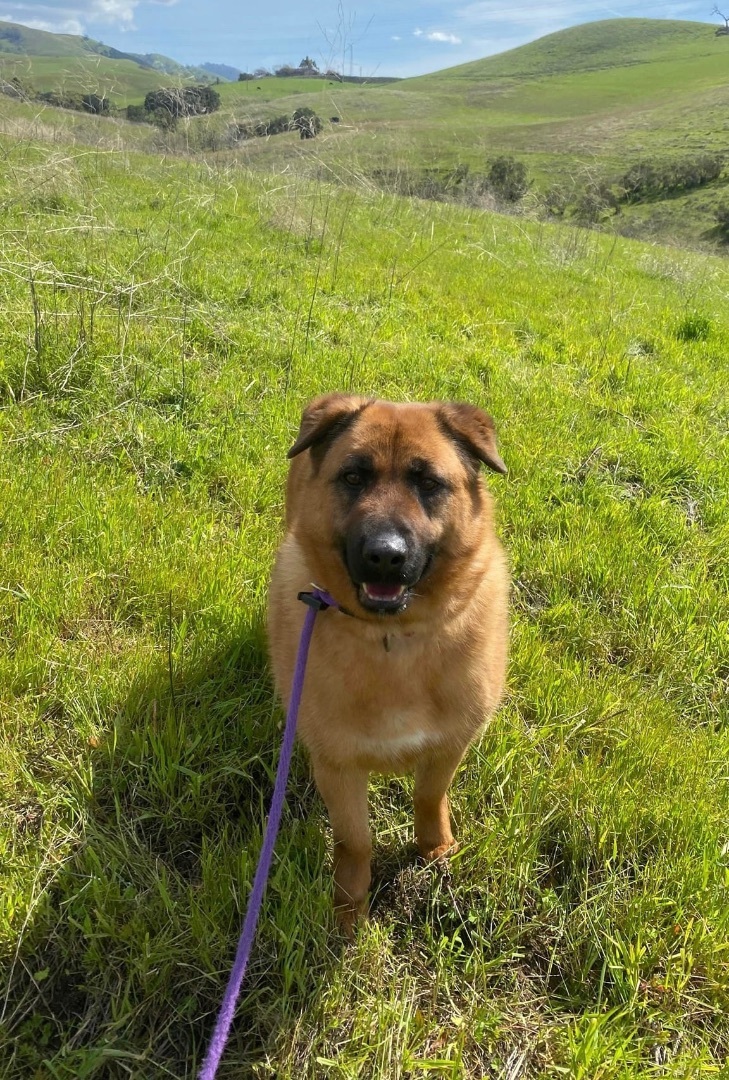 Coco, an adoptable Shepherd in Benicia, CA, 94510 | Photo Image 1