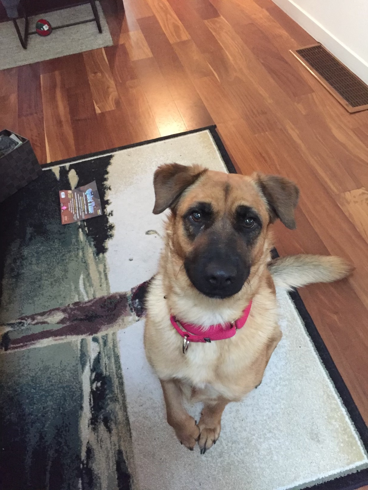 Coco, an adoptable Shepherd in Benicia, CA, 94510 | Photo Image 3