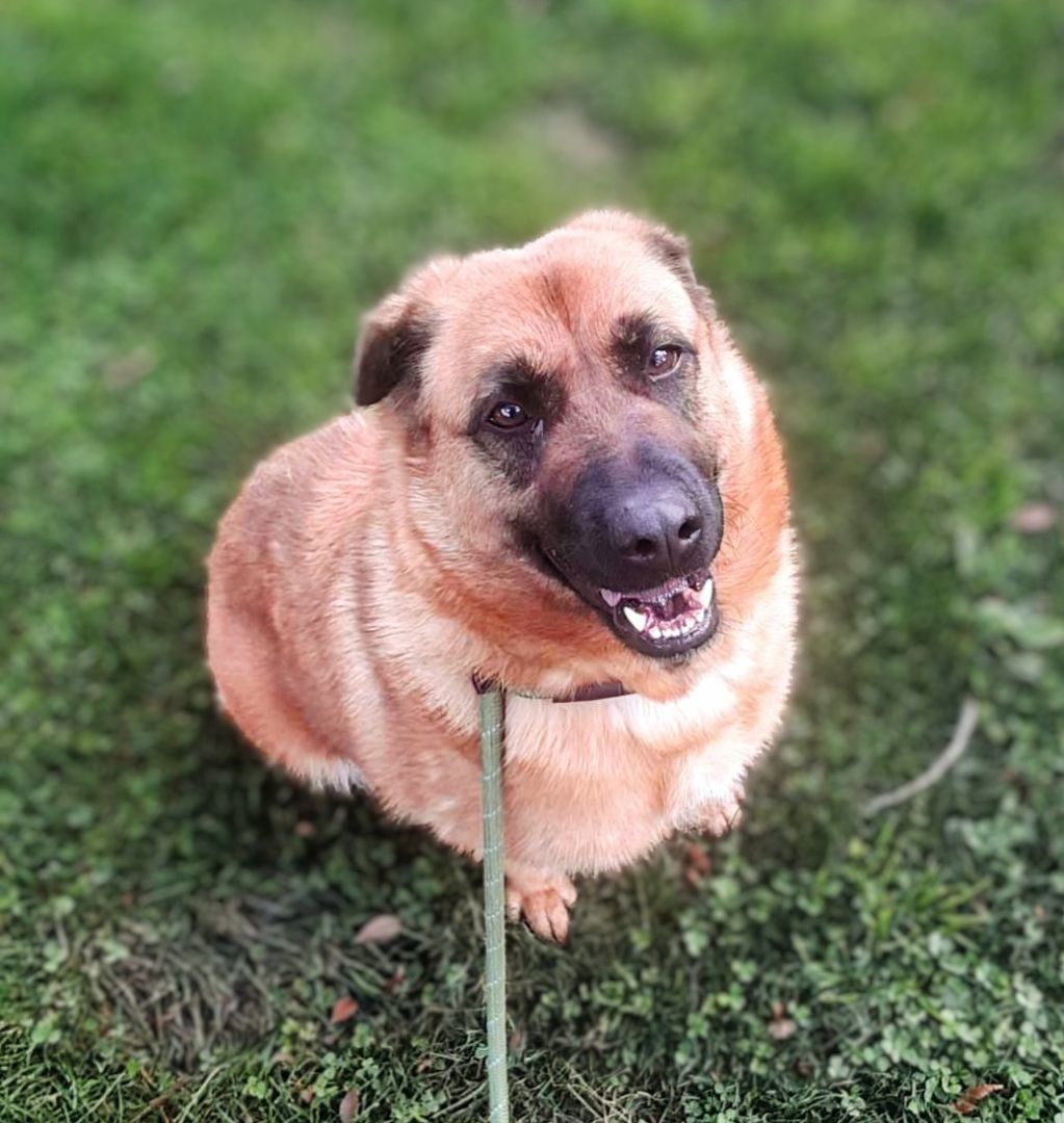 Coco, an adoptable Shepherd in Pleasant Hill, CA, 94523 | Photo Image 1