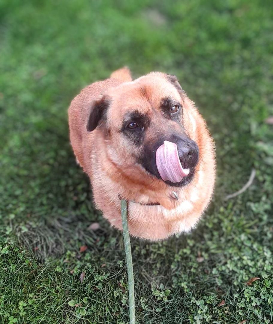 Coco, an adoptable Shepherd in Pleasant Hill, CA, 94523 | Photo Image 5