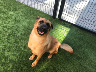 Coco, an adoptable Shepherd in Benicia, CA, 94510 | Photo Image 6