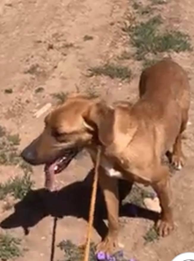 Abel, an adoptable Black and Tan Coonhound, German Shepherd Dog in San Angelo, TX, 76904 | Photo Image 2