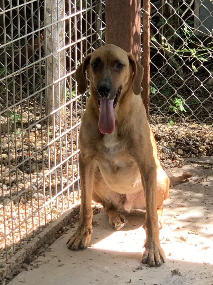 Abel, an adoptable Black and Tan Coonhound & German Shepherd Dog Mix in San Angelo, TX_image-1