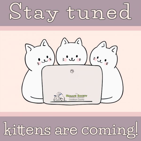 Kittens available soon