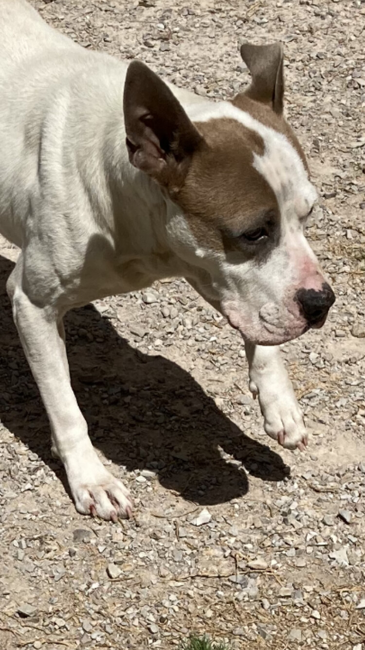 Fred, an adoptable Pit Bull Terrier in Hot Springs, AR, 71901 | Photo Image 2