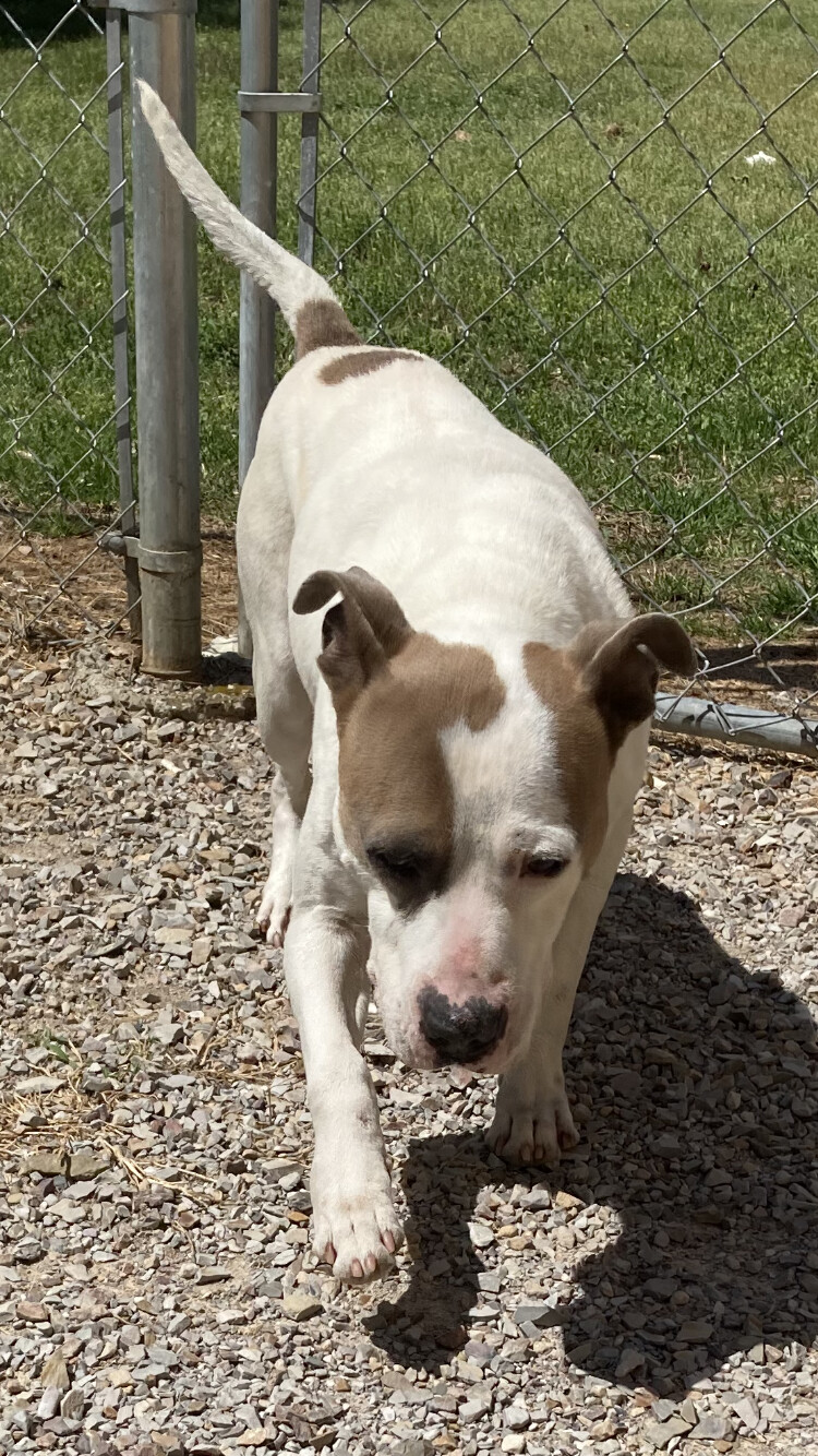 Fred, an adoptable Pit Bull Terrier in Hot Springs, AR, 71901 | Photo Image 3