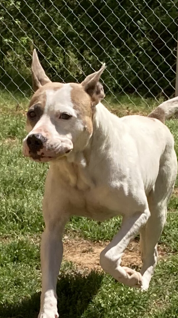 Fred, an adoptable Pit Bull Terrier in Hot Springs, AR, 71901 | Photo Image 4