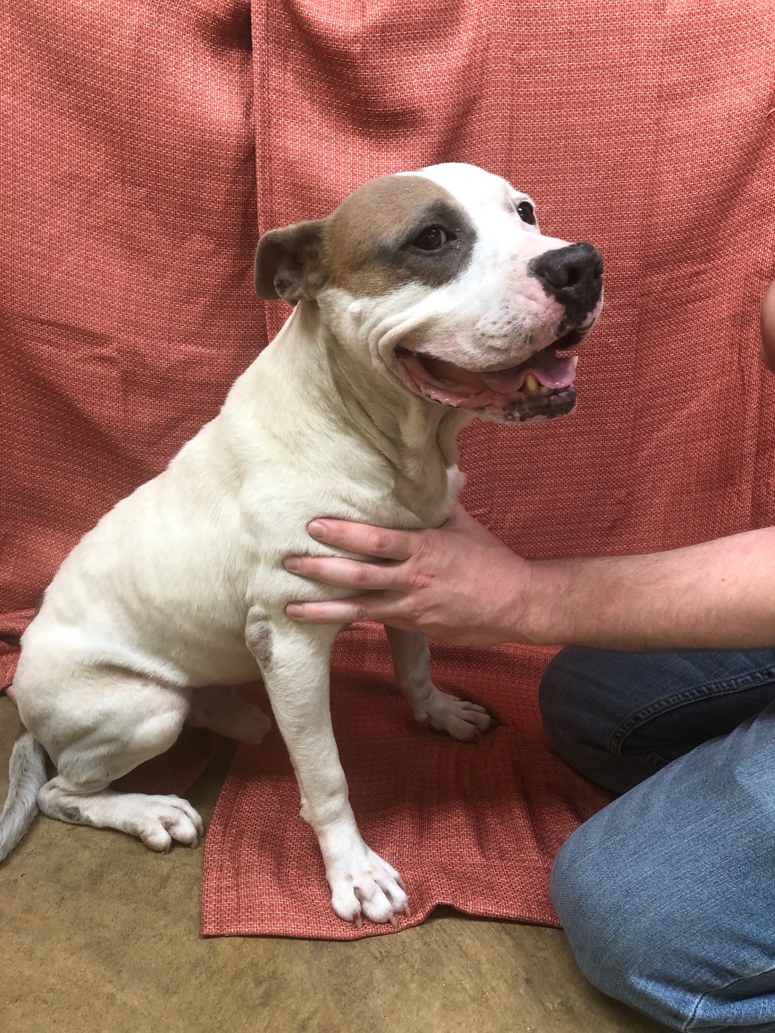 Fred, an adoptable Pit Bull Terrier in Hot Springs, AR, 71901 | Photo Image 5