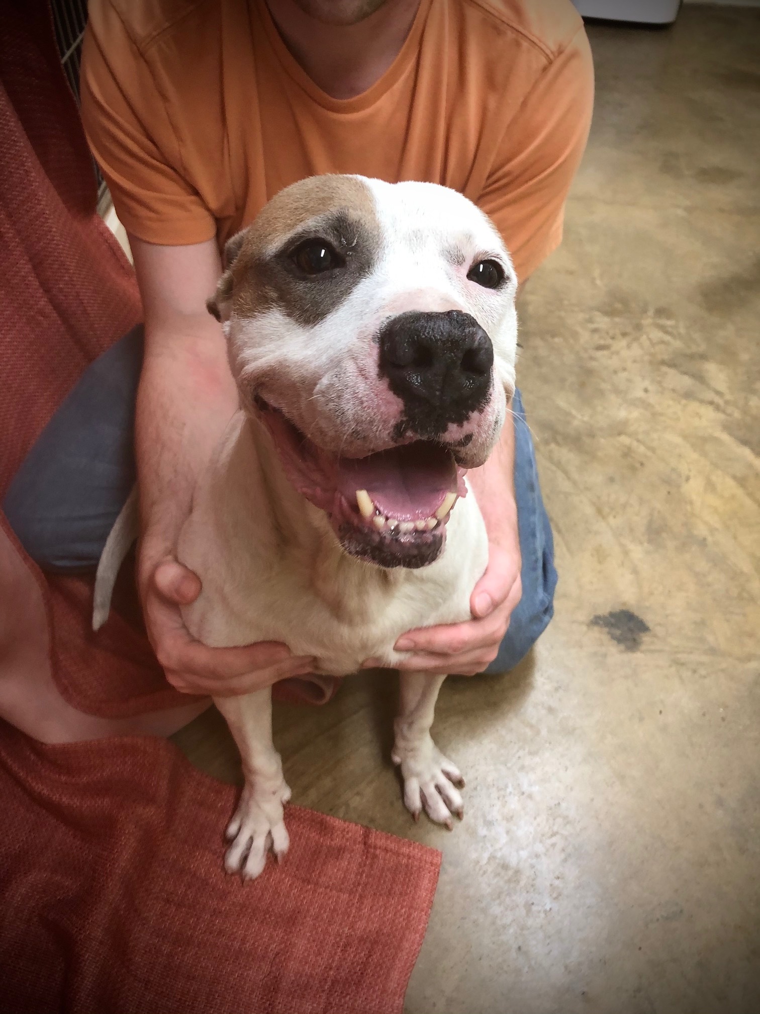 Fred, an adoptable Pit Bull Terrier in Hot Springs, AR, 71901 | Photo Image 6