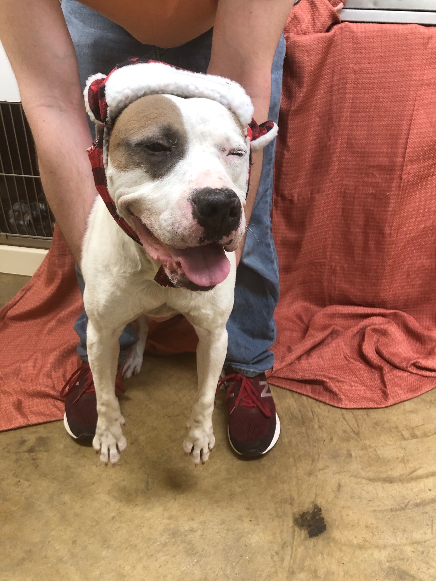 Fred, an adoptable Pit Bull Terrier in Hot Springs, AR, 71901 | Photo Image 1