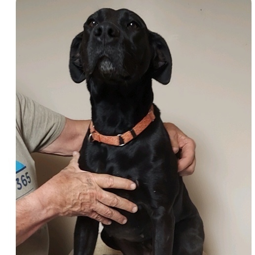 Dog For Adoption Moon A Labrador Retriever Mix In Kittanning Pa Petfinder