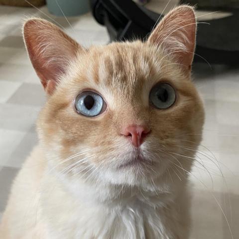 Honey Bee, an adoptable Domestic Short Hair, Siamese in St. Paul, MN, 55119 | Photo Image 1