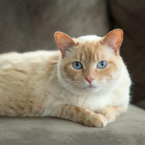Honey Bee, an adoptable Domestic Short Hair, Siamese in St. Paul, MN, 55119 | Photo Image 2