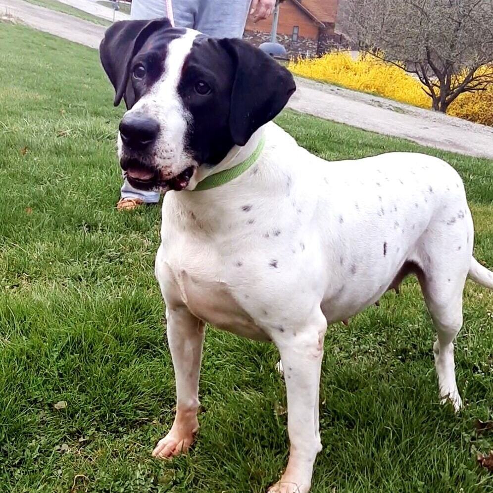 Phoebe, an adoptable Pointer in Kittanning, PA, 16201 | Photo Image 1