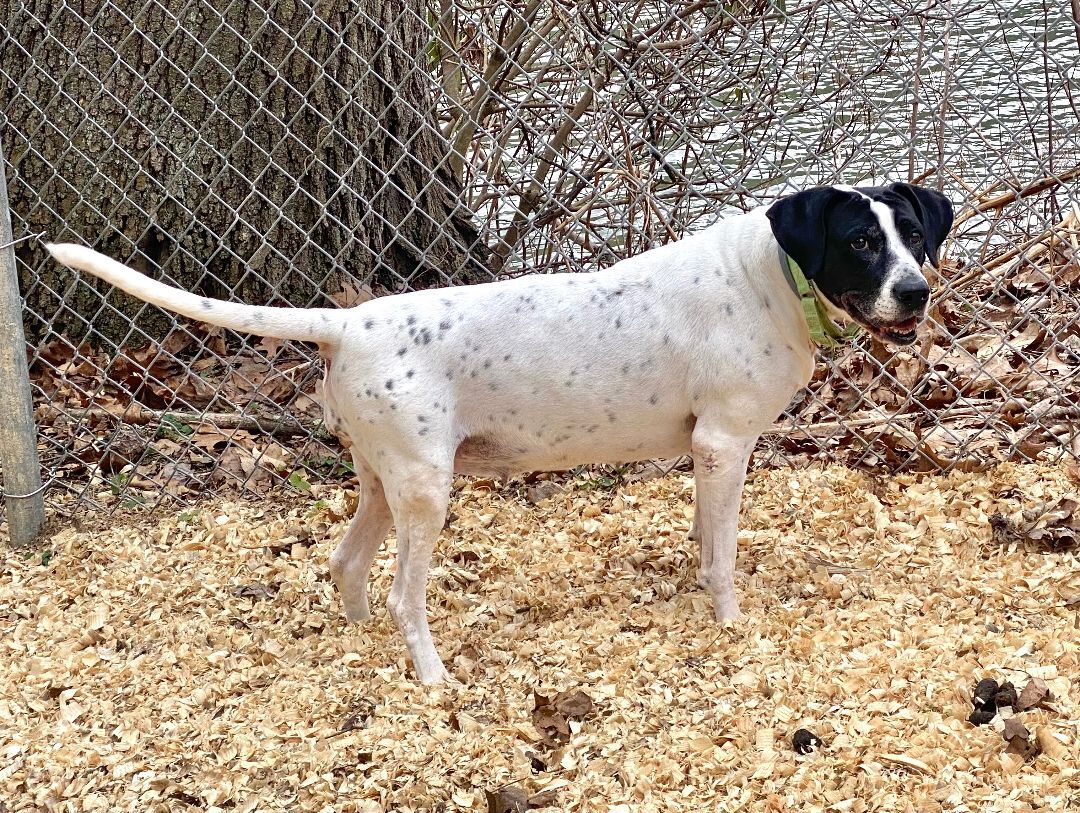 Phoebe, an adoptable Pointer in Kittanning, PA, 16201 | Photo Image 4