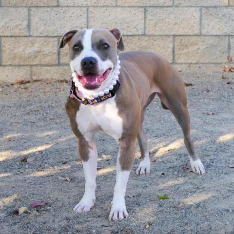 Tia, an adoptable Pit Bull Terrier, Mixed Breed in Lompoc, CA, 93436 | Photo Image 4