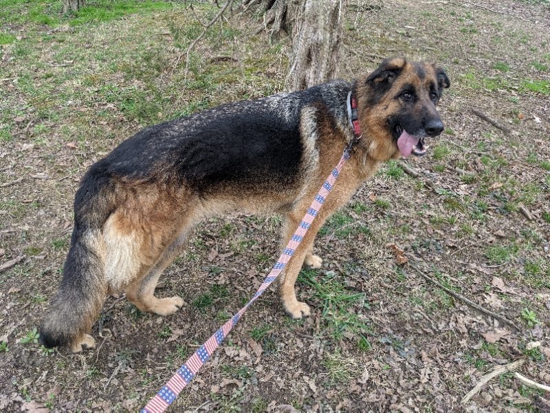 Gia, an adoptable German Shepherd Dog in Louisville, KY, 40243 | Photo Image 1