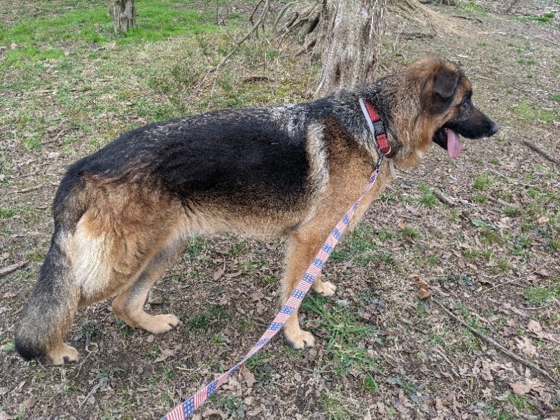 Gia, an adoptable German Shepherd Dog in Louisville, KY, 40243 | Photo Image 2