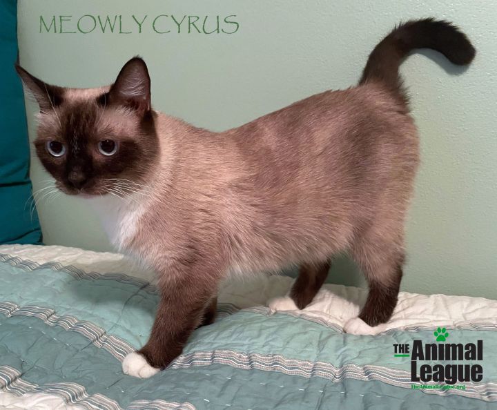Meowly Cyrus 1