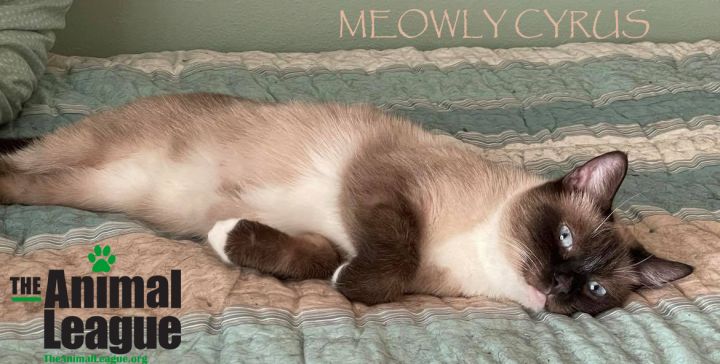 Meowly Cyrus 2