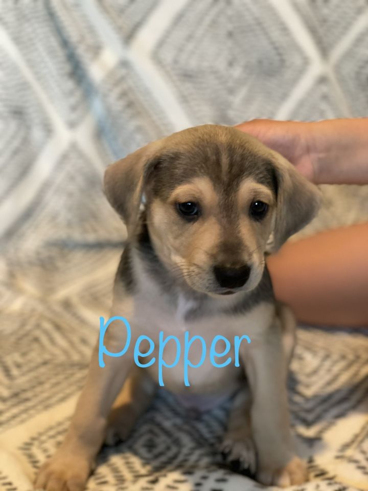 Dr. Pepper 1