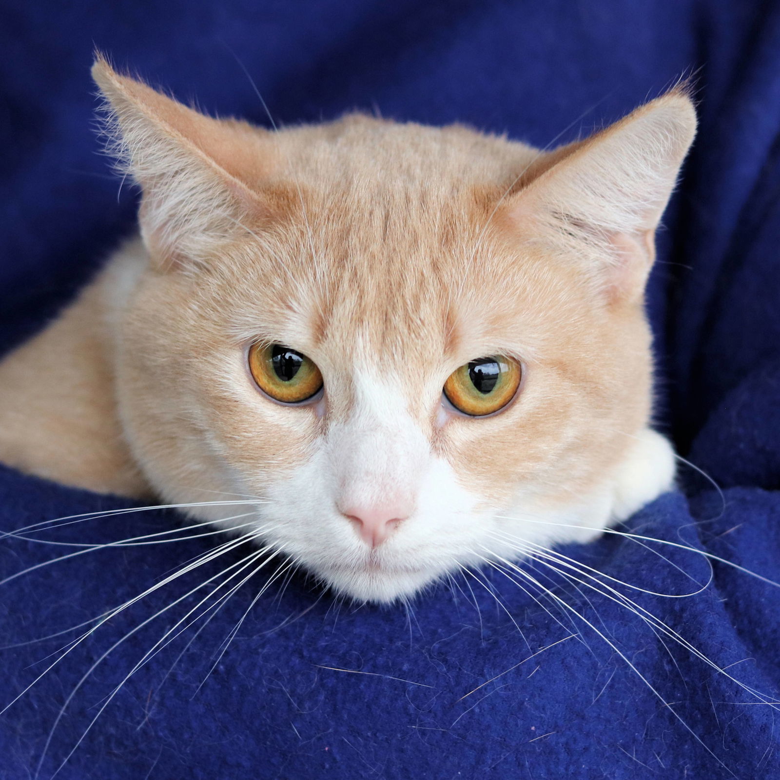 Hubert, an adoptable Domestic Short Hair in Estherville, IA, 51334 | Photo Image 1