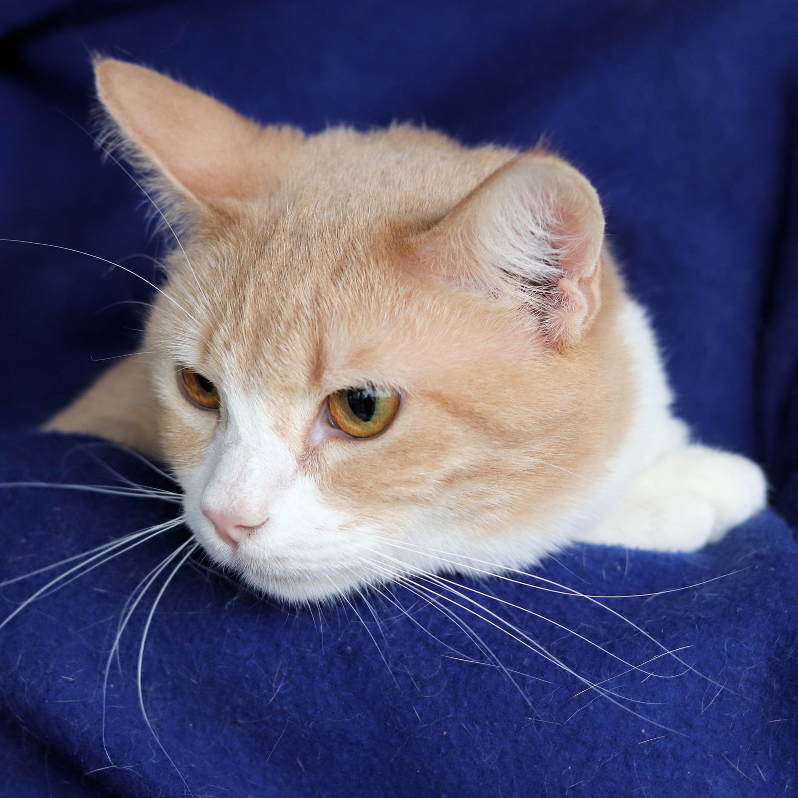 Hubert, an adoptable Domestic Short Hair in Estherville, IA, 51334 | Photo Image 2