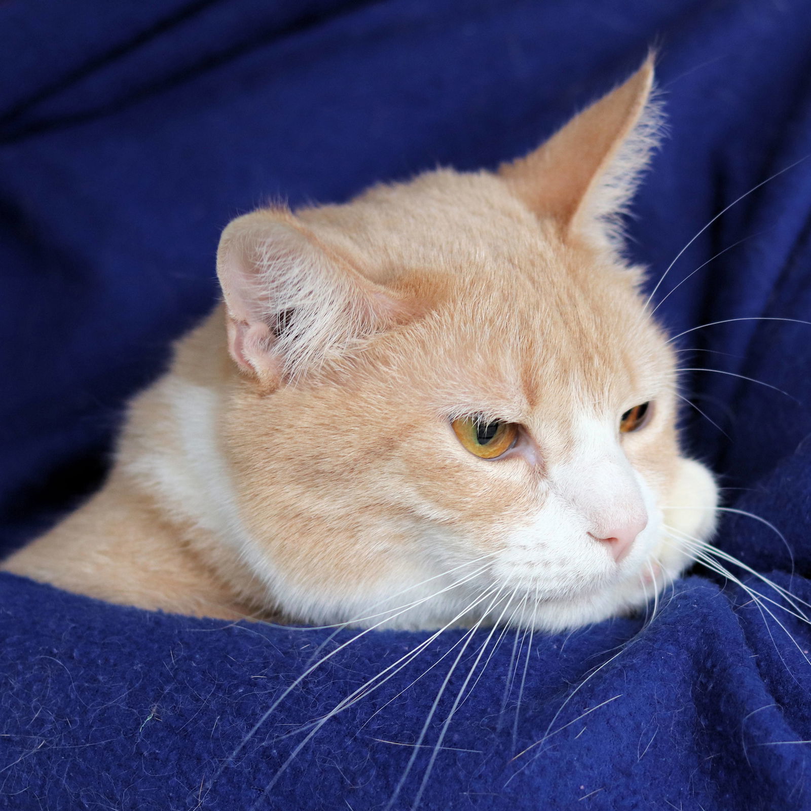 Hubert, an adoptable Domestic Short Hair in Estherville, IA, 51334 | Photo Image 3