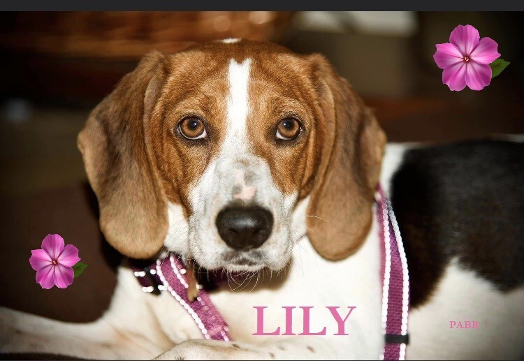 Lily detail page