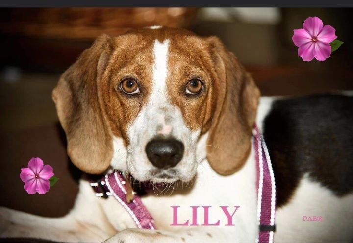 LILY 1
