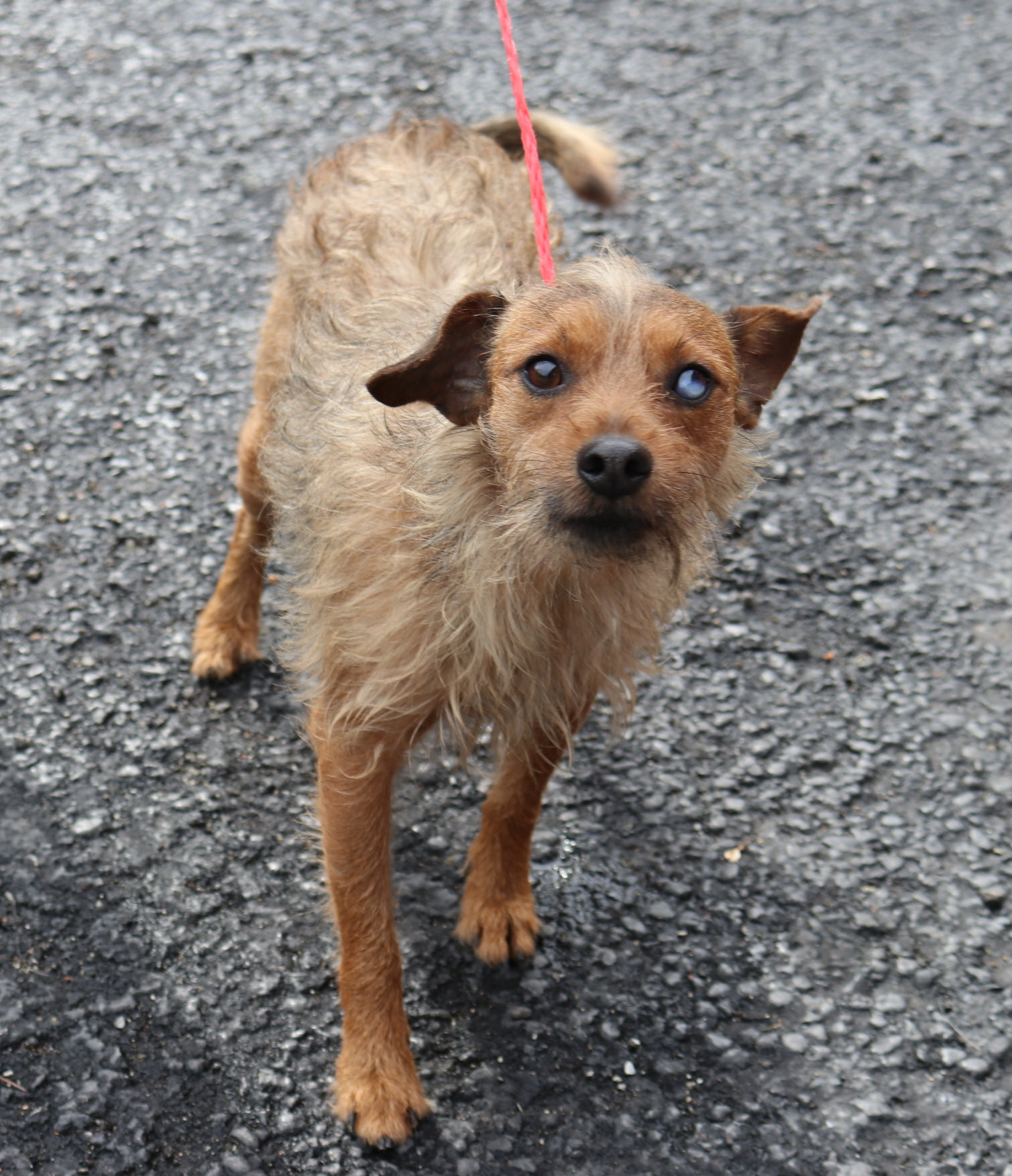 Carl, an adoptable Chihuahua in Reeds Spring, MO, 65737 | Photo Image 3