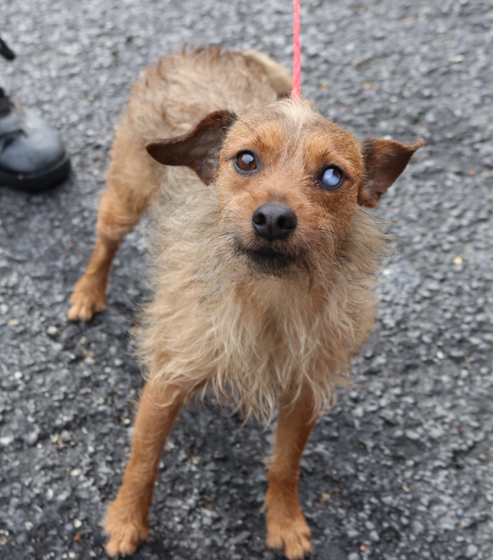 Carl, an adoptable Chihuahua in Reeds Spring, MO, 65737 | Photo Image 4