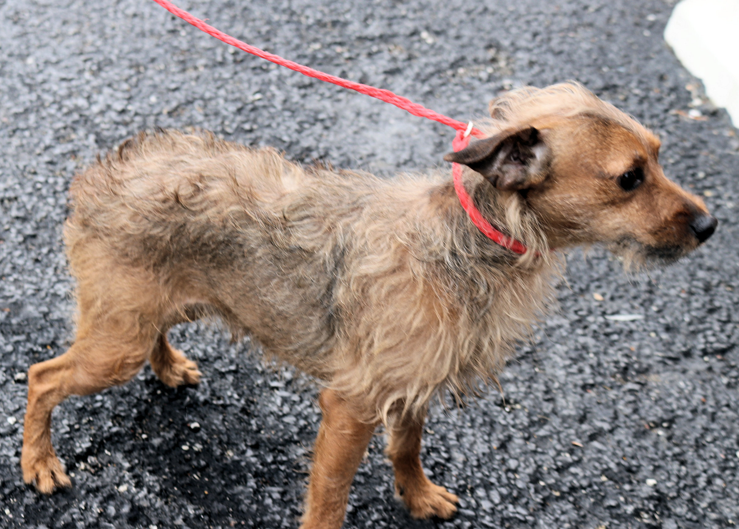 Carl, an adoptable Chihuahua in Reeds Spring, MO, 65737 | Photo Image 5