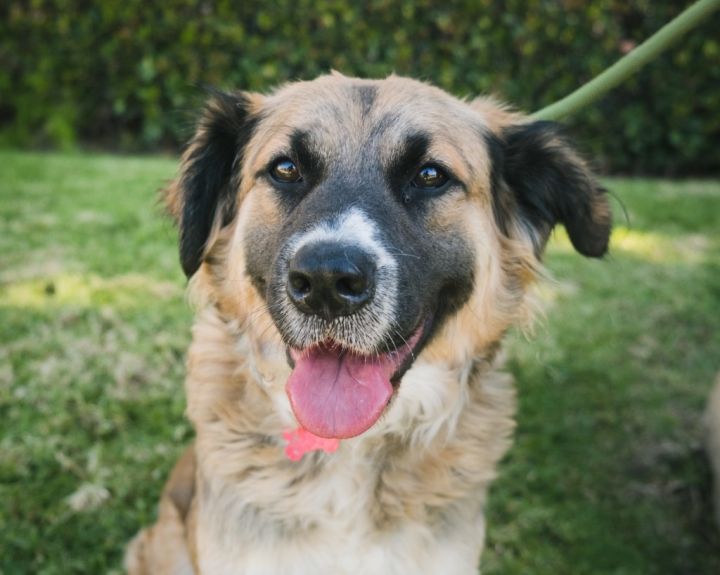 Dog For Adoption Eureka An Australian Shepherd Golden Retriever Mix In San Diego Ca Petfinder