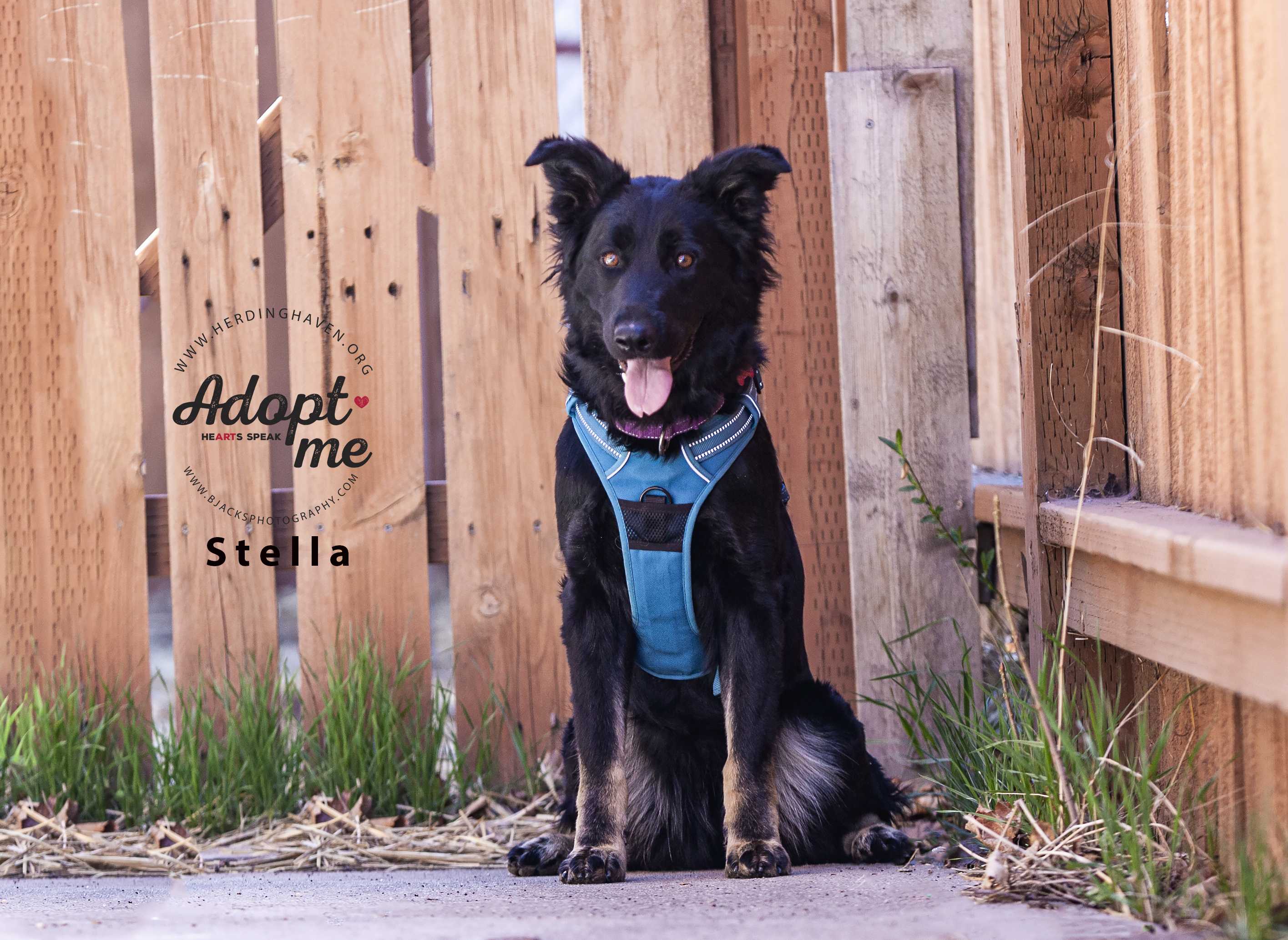 Stella, an adoptable Border Collie, German Shepherd Dog in Salt Lake City, UT, 84108 | Photo Image 1