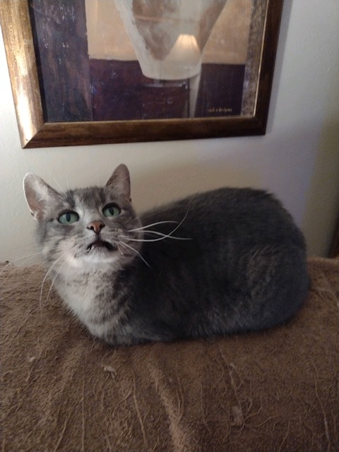 Petunia, an adoptable Tabby in Owatonna, MN, 55060 | Photo Image 1