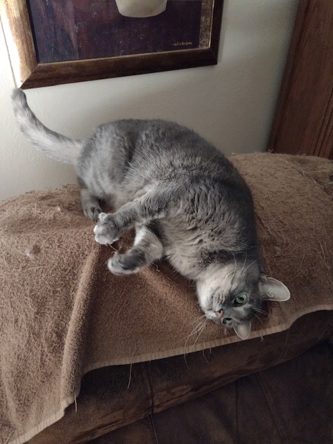 Petunia, an adoptable Tabby in Owatonna, MN, 55060 | Photo Image 2