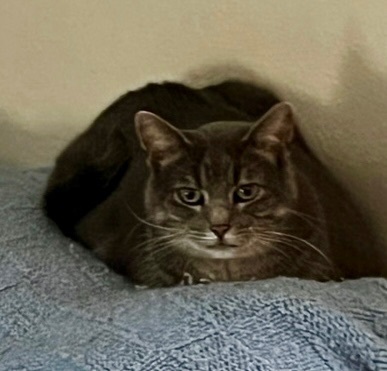 Petunia, an adoptable Tabby in Owatonna, MN, 55060 | Photo Image 3