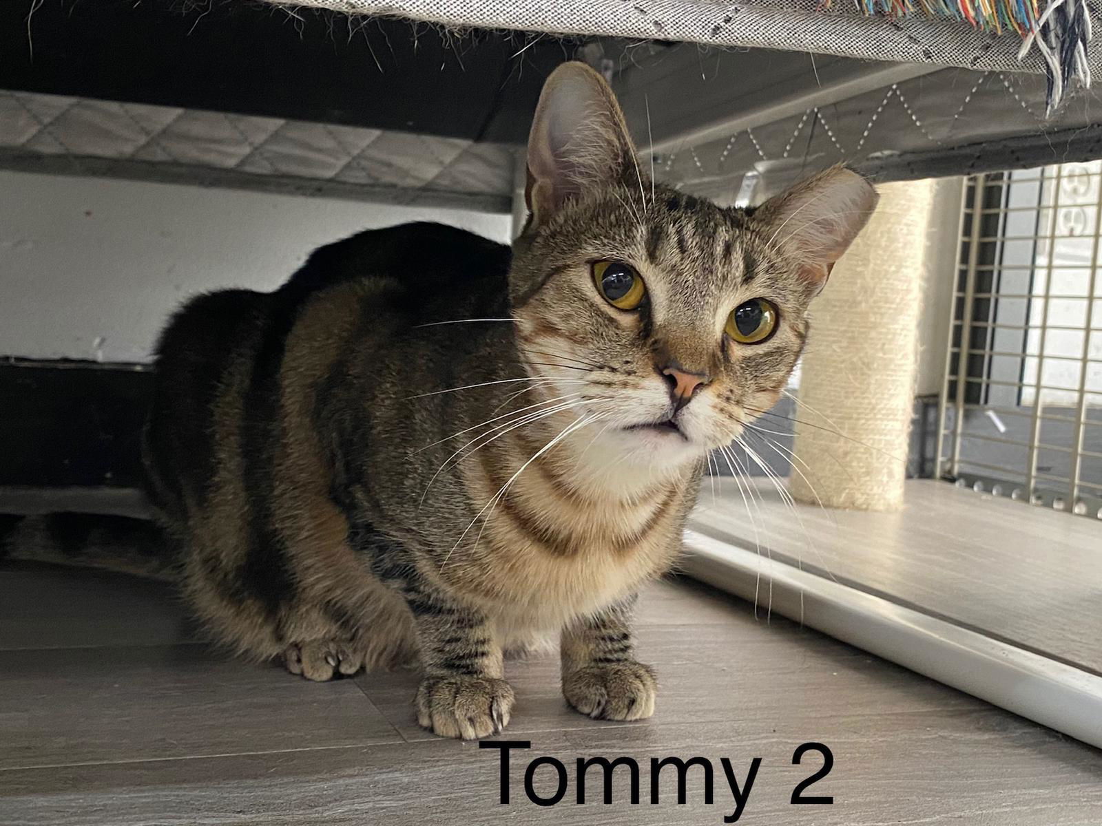 Tommy 2, an adoptable Domestic Short Hair in Margate, FL, 33068 | Photo Image 1