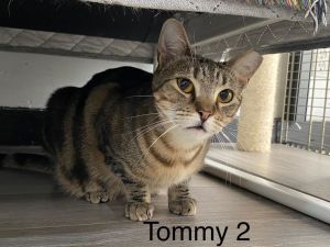 Tommy 2, Adult Male Domestic Short Hair