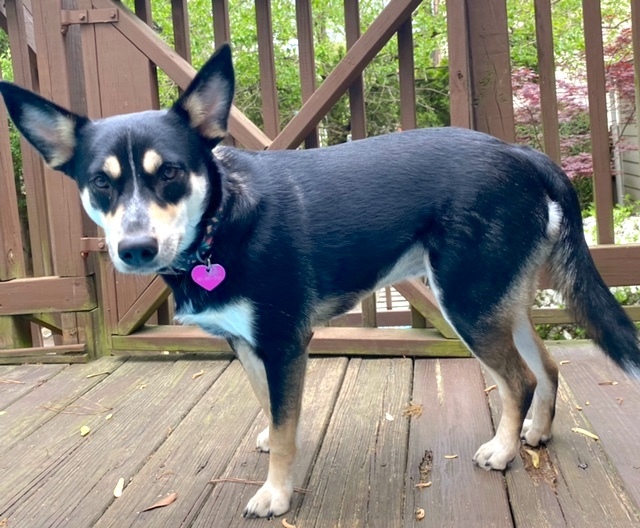 Daisy (Urgent Need), an adoptable Shepherd, Husky in Roswell, GA, 30077 | Photo Image 5