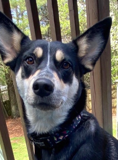 Daisy (Urgent Need), an adoptable Shepherd, Husky in Roswell, GA, 30077 | Photo Image 6