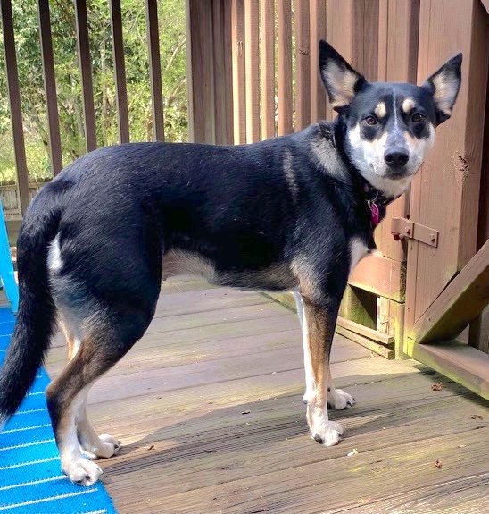 Daisy (Urgent Need), an adoptable Shepherd, Husky in Roswell, GA, 30077 | Photo Image 7