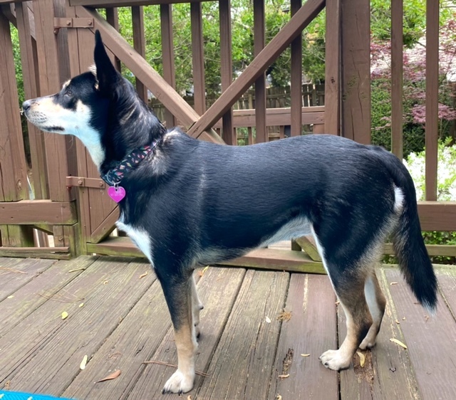 Daisy (Urgent Need), an adoptable Shepherd, Husky in Roswell, GA, 30077 | Photo Image 8