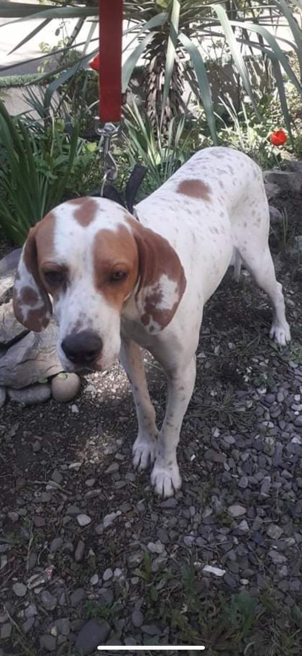 Marcus Russian English Pointer 3